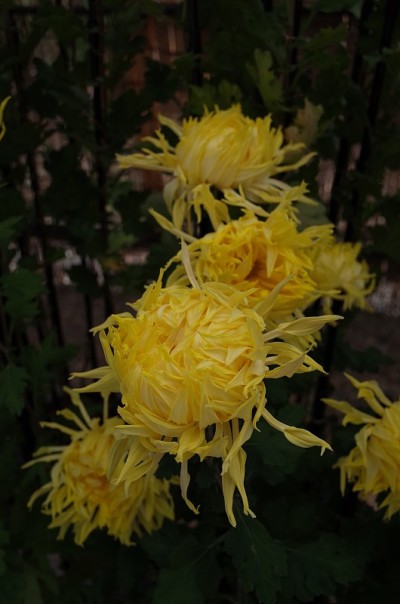 菊花——“我的江户”黄色