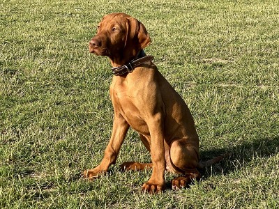匈牙利维希拉猎犬小狗