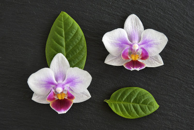 石板上美丽的兰花