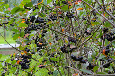 有成熟浆果的黑樱桃灌木。花园里有一丛黑秋莓果实。水果aronia。