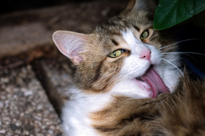 猫咪边舔自己边看镜头