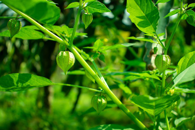 在国内种植绿色番茄