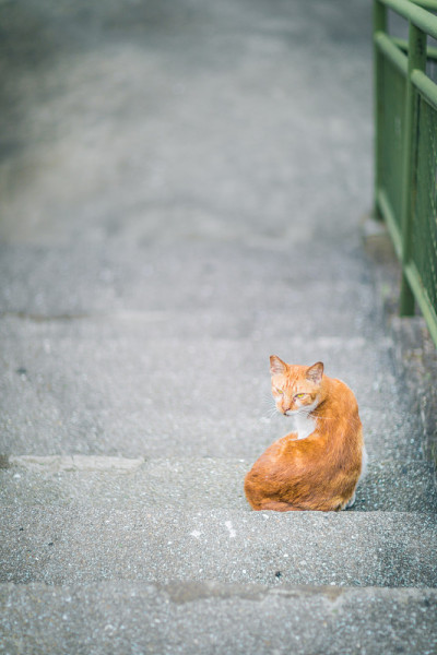 楼梯上的姜猫