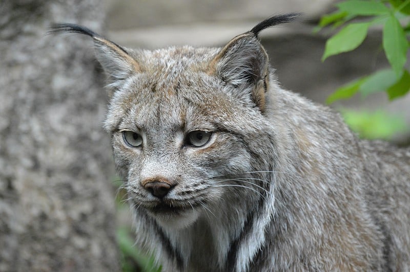 加拿大山猫