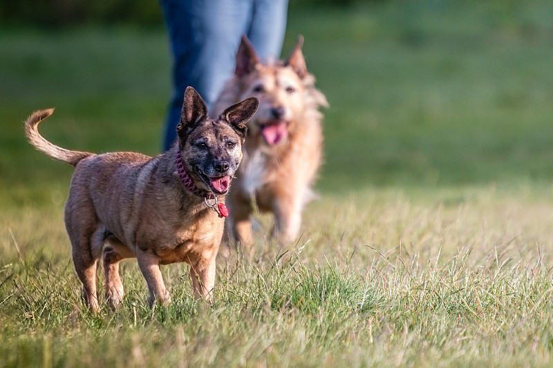 夏天和家人在田野里玩耍的小猎犬