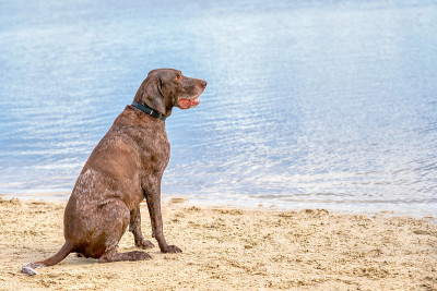夏天的一天，德国短毛猎犬坐在湖边。他凝视着水面上的远方
