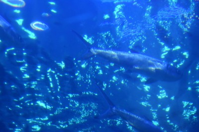 水下