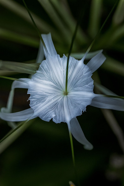 盛开的花