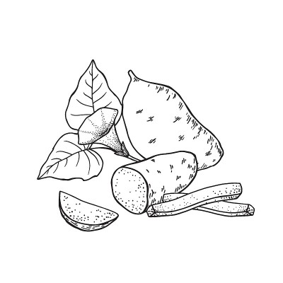 甜土豆块茎。整个土豆切成片、条和两半。手绘矢量插图。