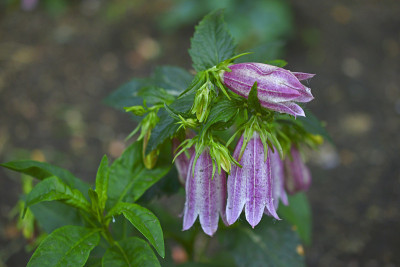 白蓝花铃竹岛(风铃竹岛)