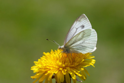 Pieris pseudorapae