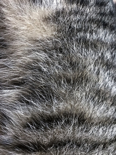 猫的皮毛