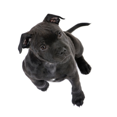 斯塔福德郡斗牛梗幼犬(2个月)