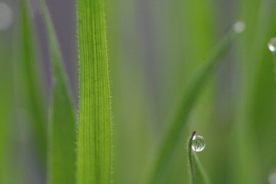 一滴水挂在一片芦苇叶子上。