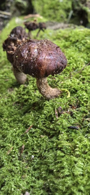 蘑菇