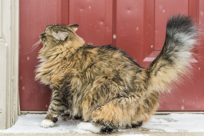 侧面轮廓印花布缅因猫