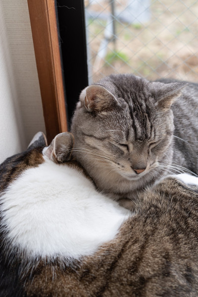 两只猫