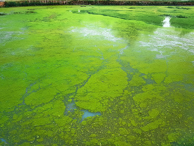 沼泽水面上漂浮的绿色浮萍