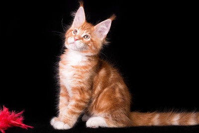 可爱可爱的缅因猫在黑色的背景。