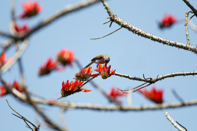 头-头鹦嘴鱼(Psittiparus gularis)