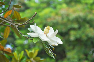 广玉兰的花