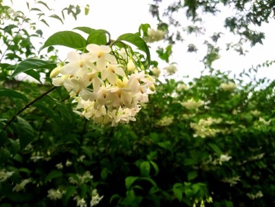 公园里的橙茉莉。