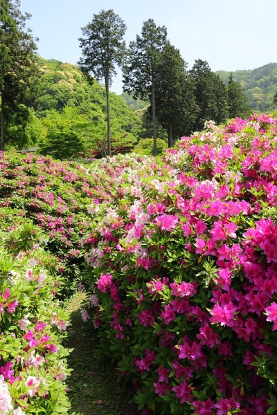 杜鹃花