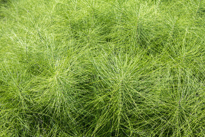 马尾植物