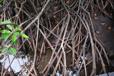泰国Pranburi Prachuap Khiri Khan红树林中的一棵红树林。