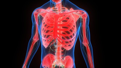 人体骨骼系统骨关节解剖学
