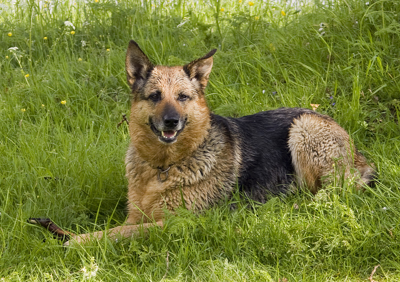 牧羊犬躺在草地上