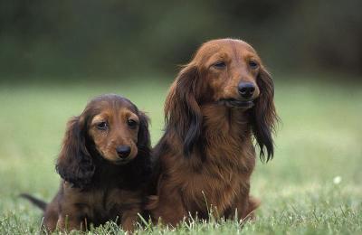 长毛腊肠犬，妈妈和小狗