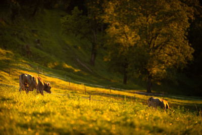 Sheep grazing on lush green pastures in warm eveni