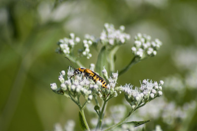 秋麒麟草属植物士兵Beetle_1