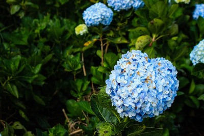 心形的蓝绣球花园在山上