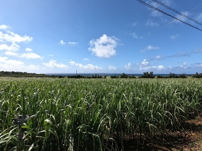 农田的景色