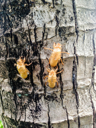 Cicada molt