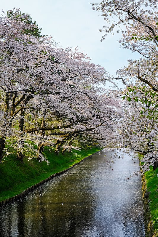 2018年宽崎樱花节:日本东北部青森市宽崎公园外护城河上的樱花。