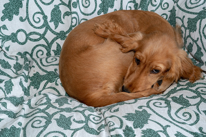 小狗可卡犬放松地睡在沙发上