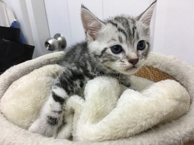 美国短毛小猫正在玩奶油床
