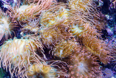 巨型地毯海葵，大鳞海葵，海洋生物学，海葵