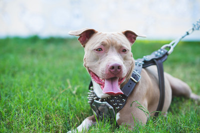 纯种雌性斗牛犬