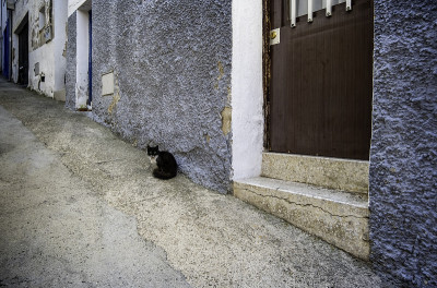 被遗弃在街上的黑猫