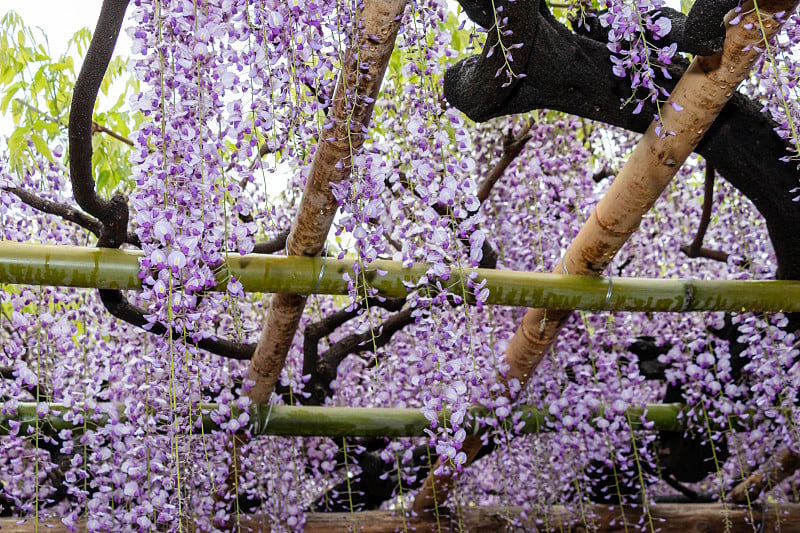 紫藤花,日本