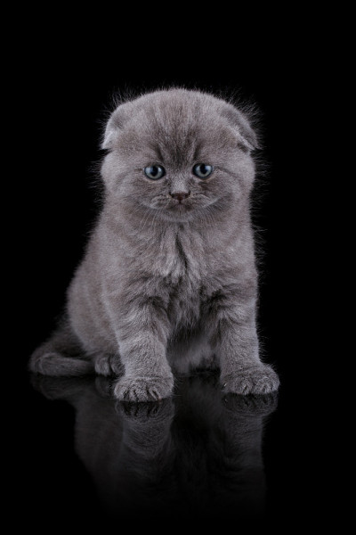 小猫