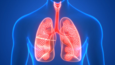 人体呼吸系统肺与肺泡解剖