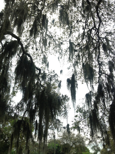 挂在树上的西班牙苔藓。
