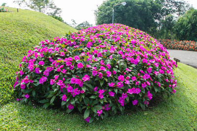 花园里有粉红色的花