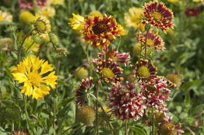 充满活力的Lorenziana Gaillardia或号角毯花在花园里