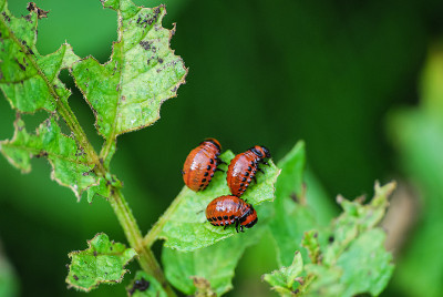三种科罗拉多马铃薯甲虫幼虫——Leptinotarsa decemlineata，吃一种马铃薯植物的